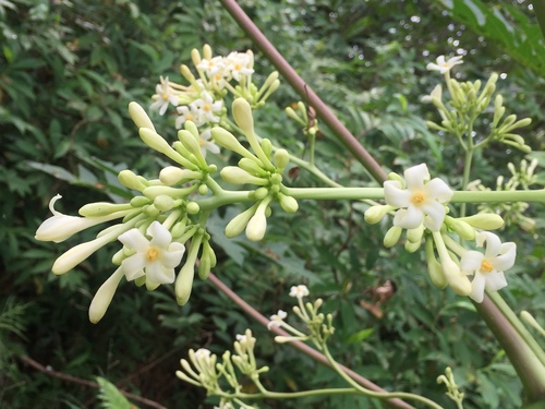 Carica papaya (Papaya)