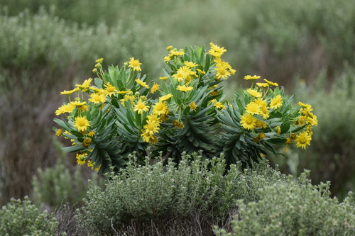 Euryops (True-eye Daisies) (alternate view 2)