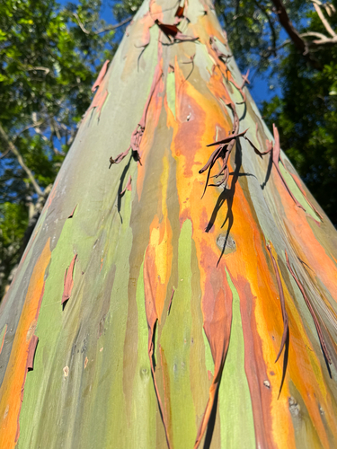 Eucalyptus deglupta (Rainbow Eucalyptus Tree) (alternate view 9)