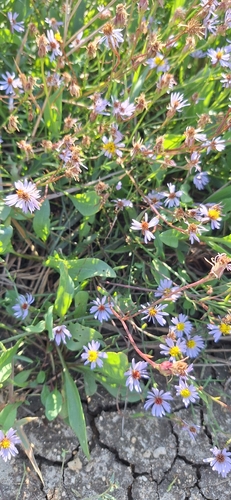 Tripolium pannonicum (Sea Aster)