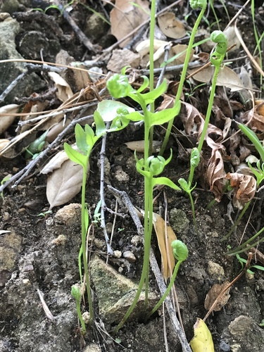 Polypodium californicum (California Polypody) (alternate view 10)