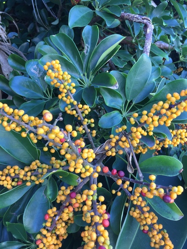 Heptapleurum arboricola (Miniature umbrella tree)