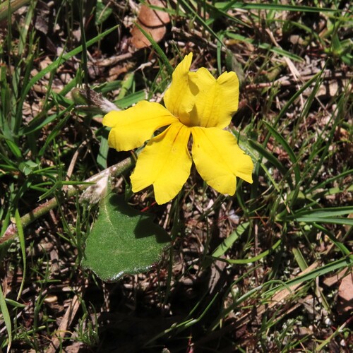 Goodenia lanata (trailing Goodenia) (alternate view 5)