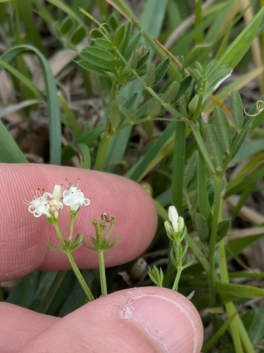 Asperula conferta (Common Woodruff) (alternate view 3)