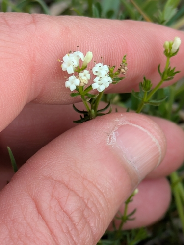 Asperula conferta (Common Woodruff) (alternate view 4)