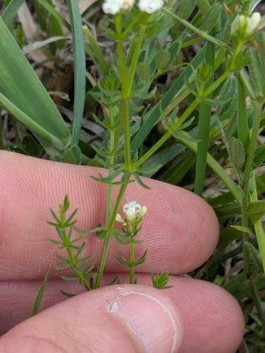 Asperula conferta (Common Woodruff) (alternate view 5)