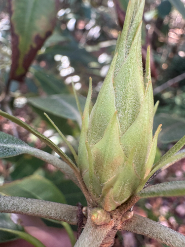 Rhododendron maximum (great rhododendron)