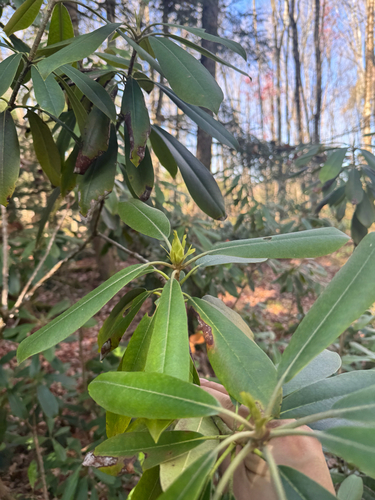 Rhododendron maximum (great rhododendron)
