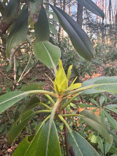 Rhododendron maximum (great rhododendron)
