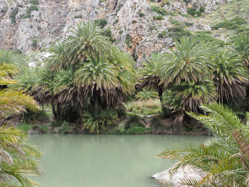 Phoenix (date palms)