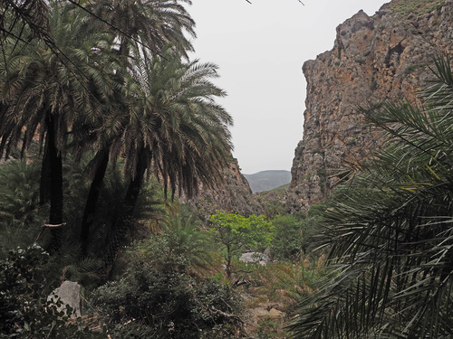 Phoenix (date palms) (alternate view 2)
