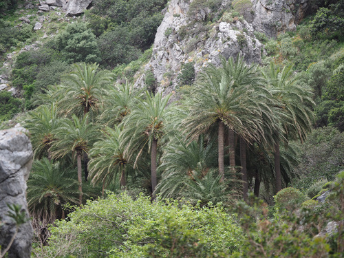 Phoenix (date palms) (alternate view 4)