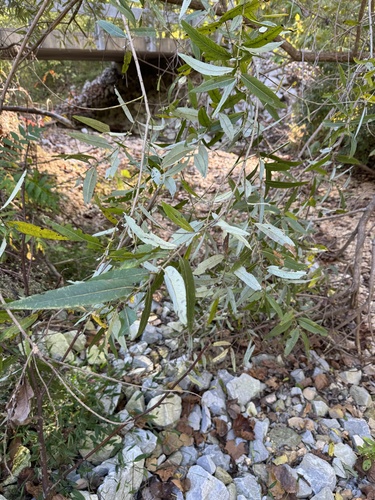 Salix caroliniana (Carolina willow) (alternate view 6)