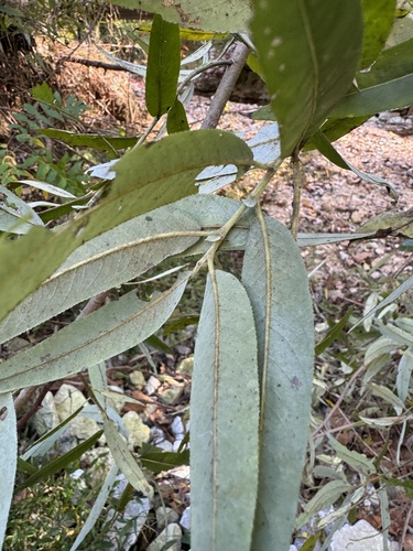 Salix caroliniana (Carolina willow) (alternate view 7)