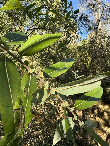 Salix caroliniana (Carolina willow) (alternate view 5)