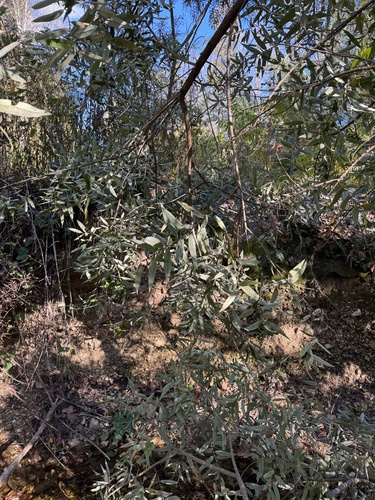 Salix caroliniana (Carolina willow) (alternate view 8)