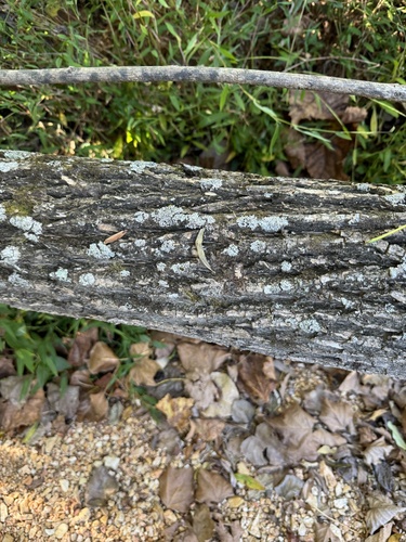 Salix caroliniana (Carolina willow) (alternate view 9)