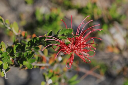 Grevillea speciosa (Red Spider Flower) (alternate view 2)