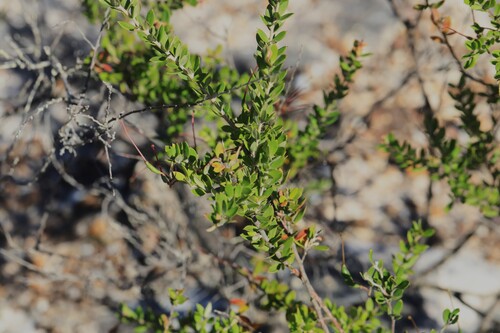 Grevillea speciosa (Red Spider Flower) (alternate view 4)