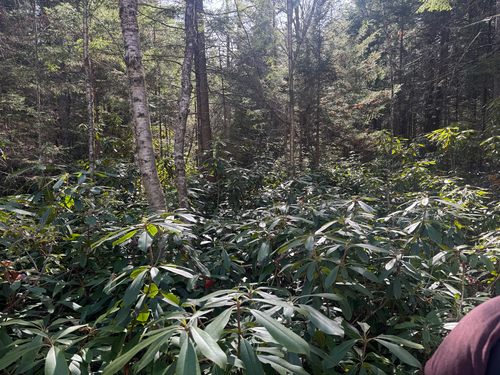 Rhododendron maximum (great rhododendron)