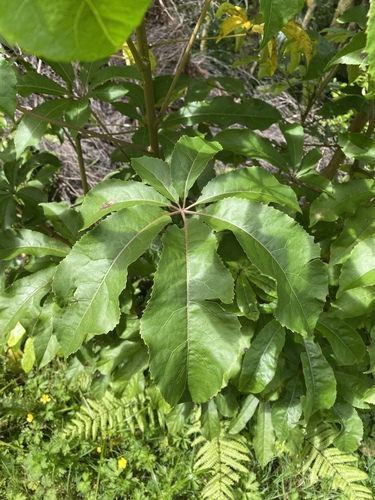 Schefflera (alternate view 5)