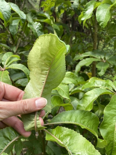 Schefflera (alternate view 7)