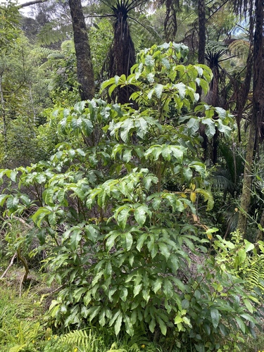 Schefflera (alternate view 6)