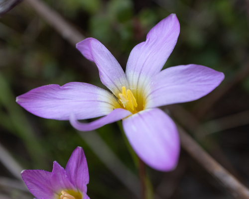 Romulea (Froetangs) (alternate view 4)