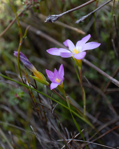 Romulea (Froetangs) (alternate view 5)