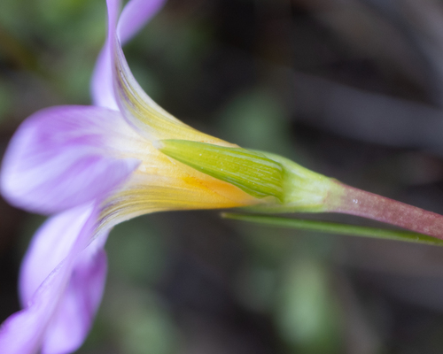 Romulea (Froetangs) (alternate view 7)