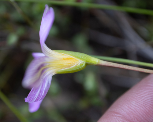Romulea (Froetangs) (alternate view 6)