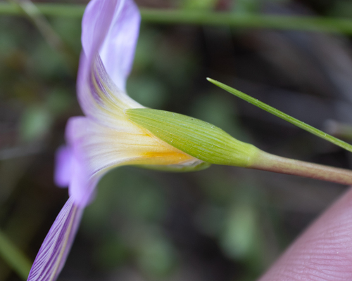 Romulea (Froetangs) (alternate view 8)