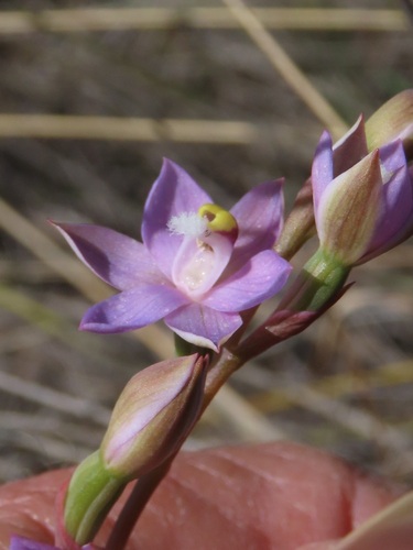 Thelymitra peniculata (trim sun orchid) (alternate view 5)