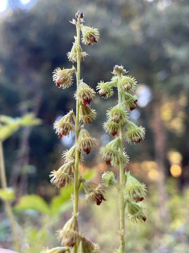 Agrimonia gryposepala (tall hairy agrimony)