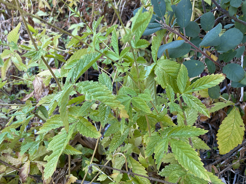 Agrimonia gryposepala (tall hairy agrimony) (alternate view 3)