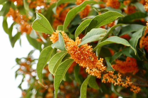 Osmanthus fragrans (Sweet Osmanthus)