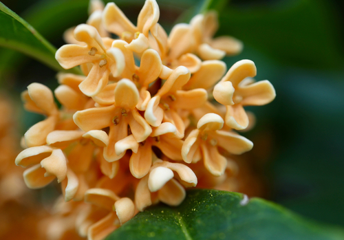 Osmanthus fragrans (Sweet Osmanthus)