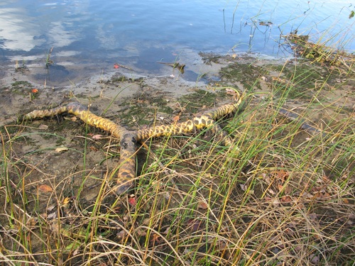 Nuphar advena (spatterdock) (alternate view 5)