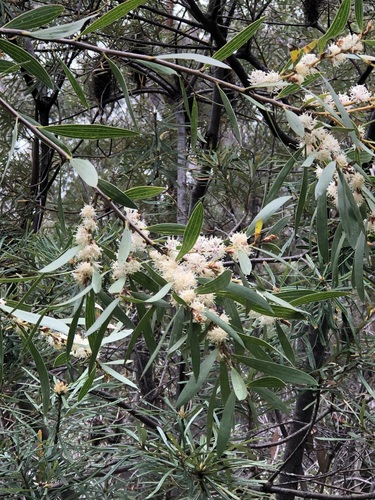Hakea dactyloides (finger hakea) (alternate view 2)