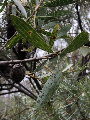 Hakea dactyloides (finger hakea) (alternate view 3)