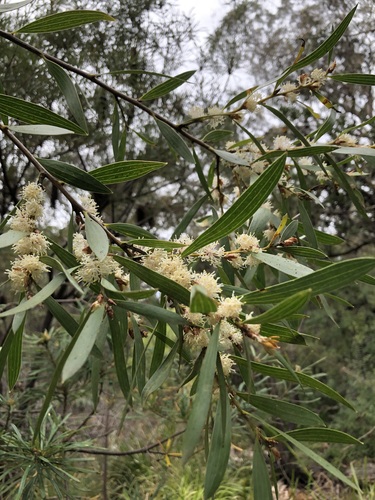Hakea dactyloides (finger hakea) (alternate view 4)
