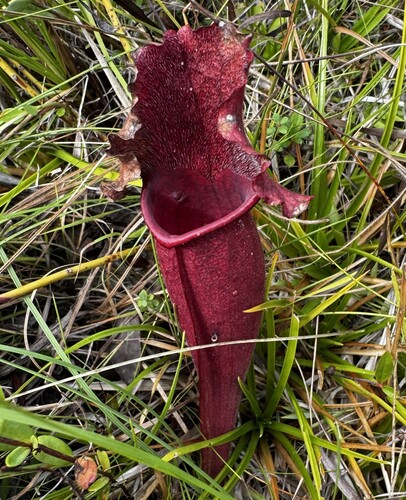 Sarracenia × mitchelliana (Mitchell's Pitcher Plant)