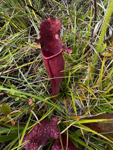 Sarracenia × mitchelliana (Mitchell's Pitcher Plant) (alternate view 2)