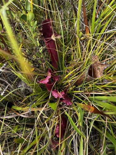 Sarracenia × mitchelliana (Mitchell's Pitcher Plant) (alternate view 3)