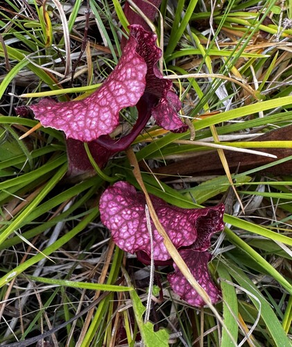 Sarracenia × mitchelliana (Mitchell's Pitcher Plant) (alternate view 4)