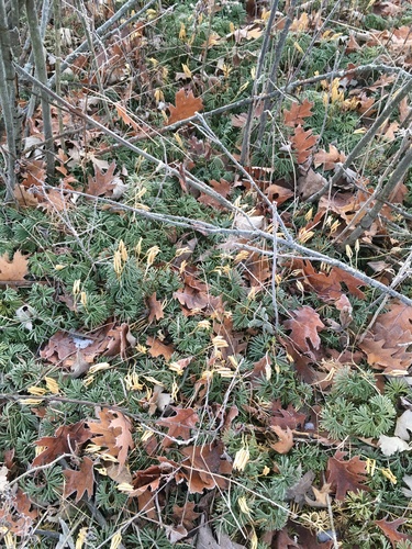 Diphasiastrum digitatum (fan clubmoss)