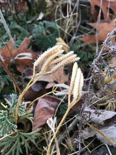 Diphasiastrum digitatum (fan clubmoss)