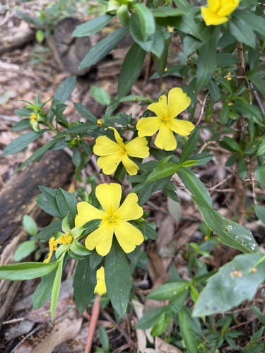 Hibbertia cuneiformis (Cutleaf Hibbertia)