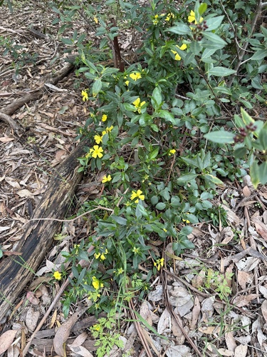 Hibbertia cuneiformis (Cutleaf Hibbertia) (alternate view 2)