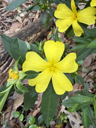 Hibbertia cuneiformis (Cutleaf Hibbertia) (alternate view 3)